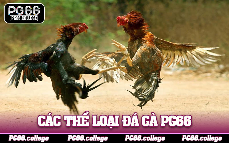 Các thể loại đá gà PG66 được ưa chuộng nhất
