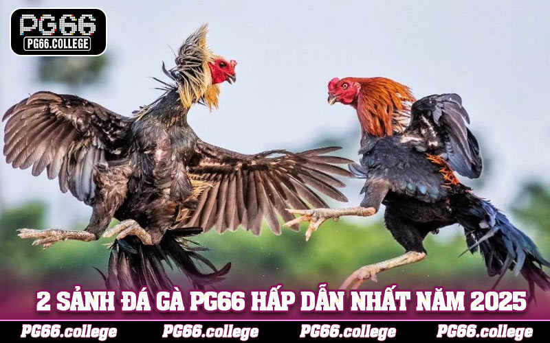 Khám phá 2 sảnh đá gà PG66 hấp dẫn nhất năm 2025