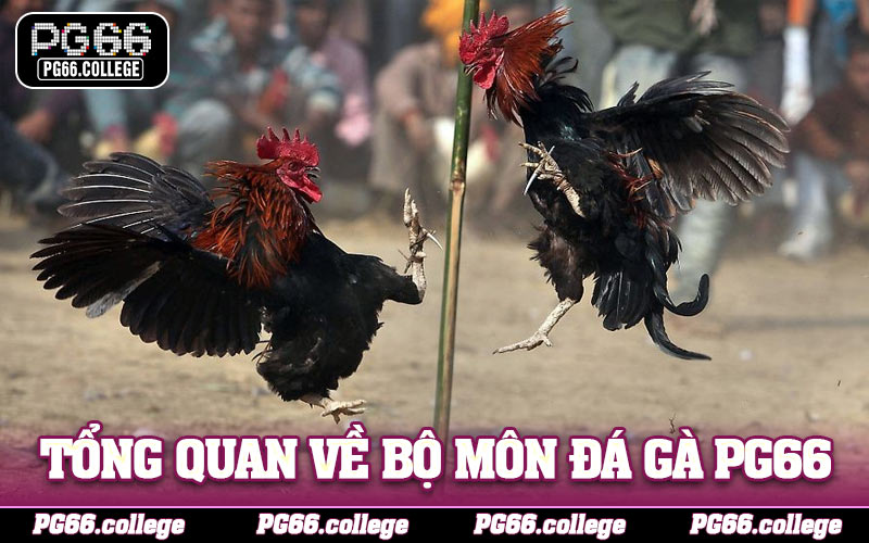 Tổng quan về bộ môn đá gà PG66